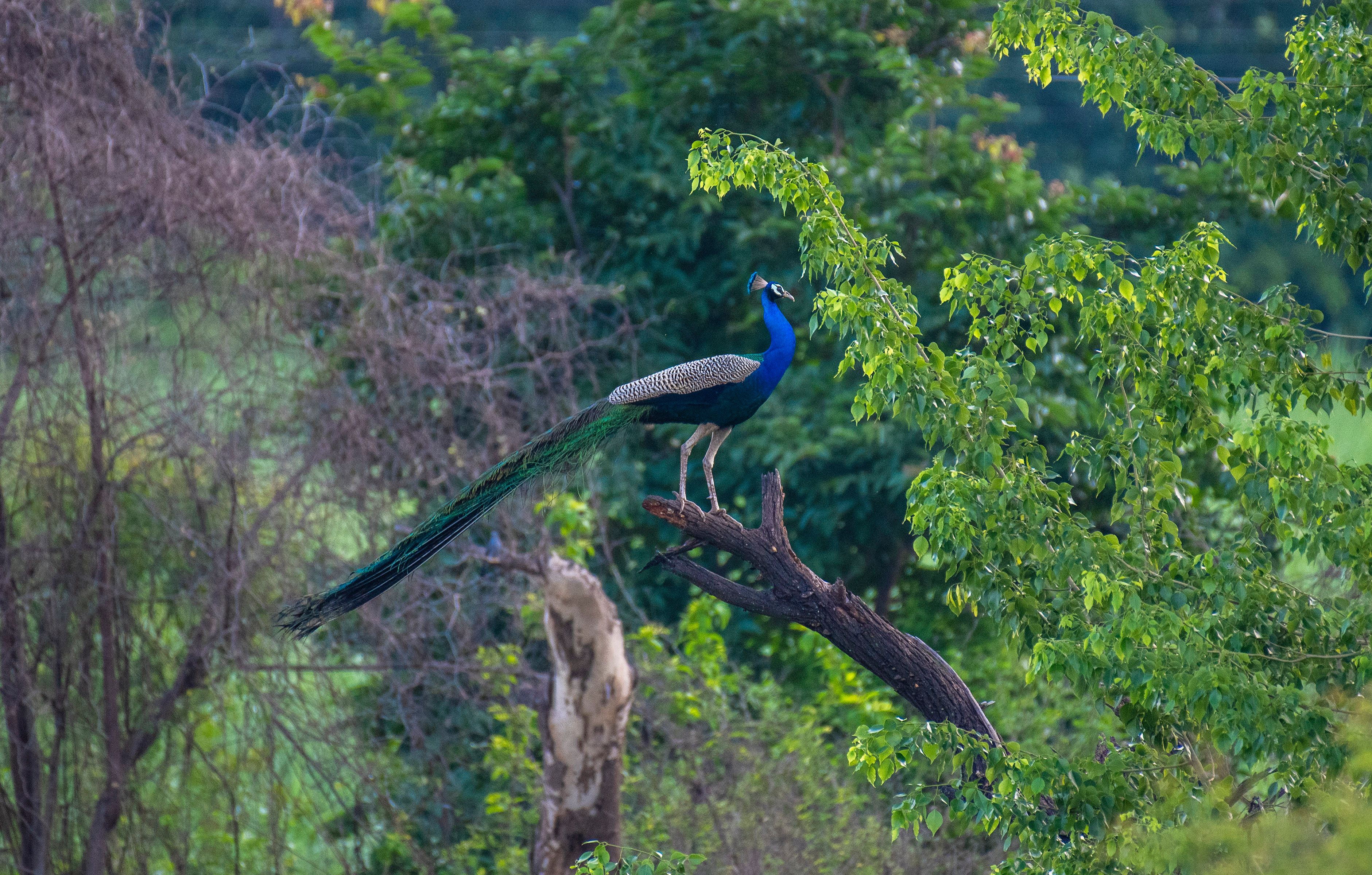 Morning light filtering through Ananthagiri forest canopy