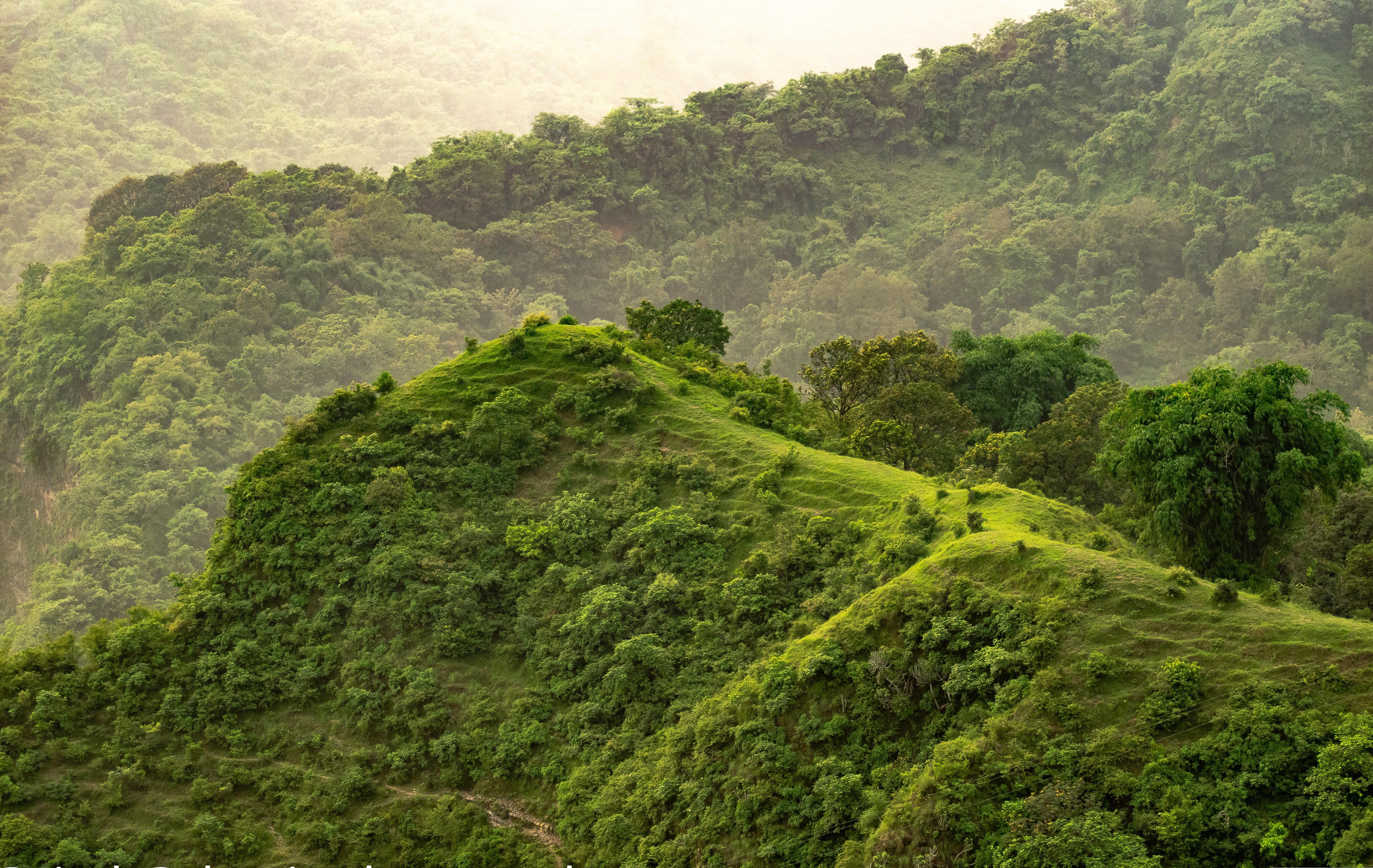 Cyclist riding through forested roads in Ananthagiri Hills
