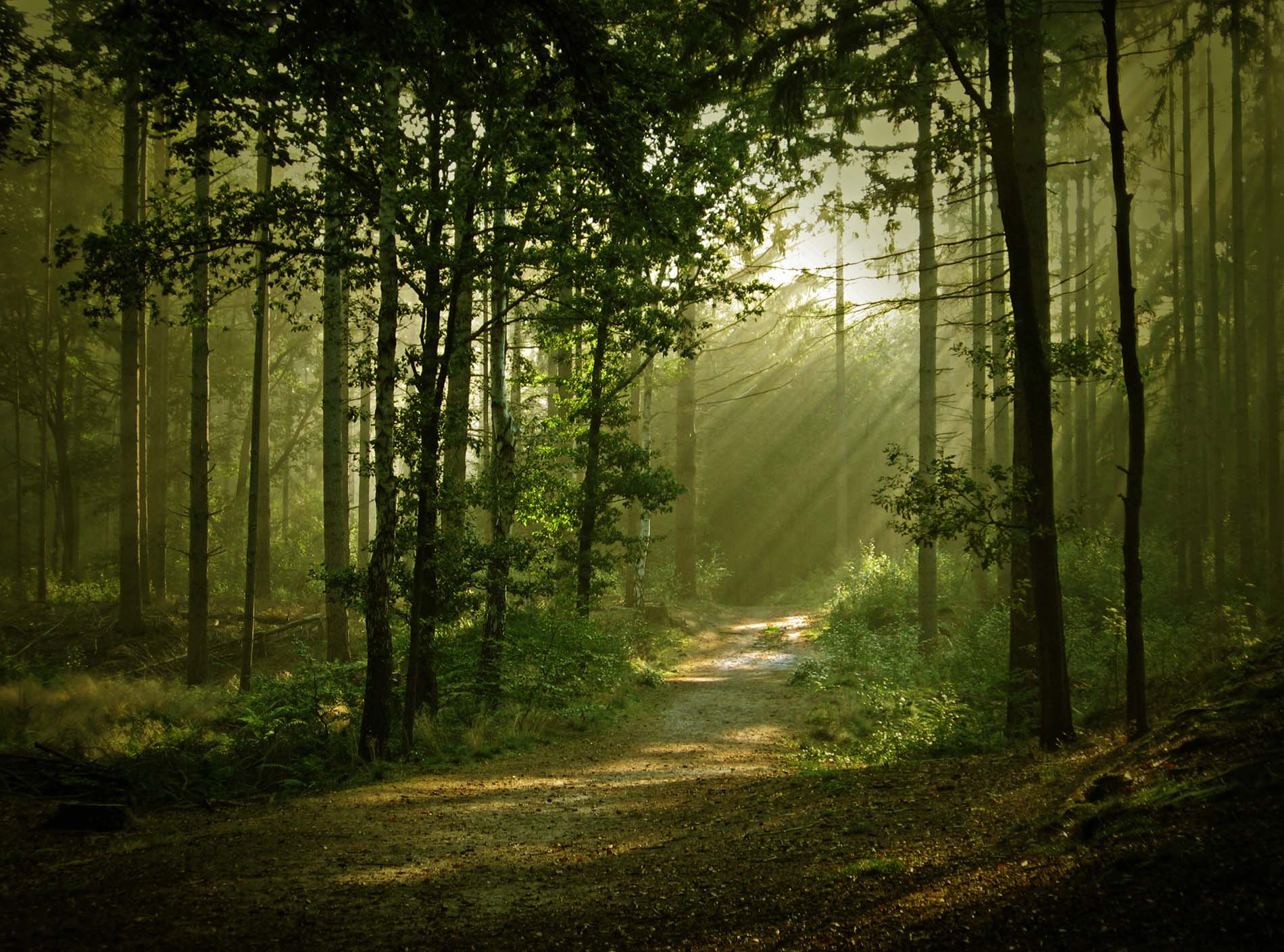 Kosi River and forest trail in Corbett