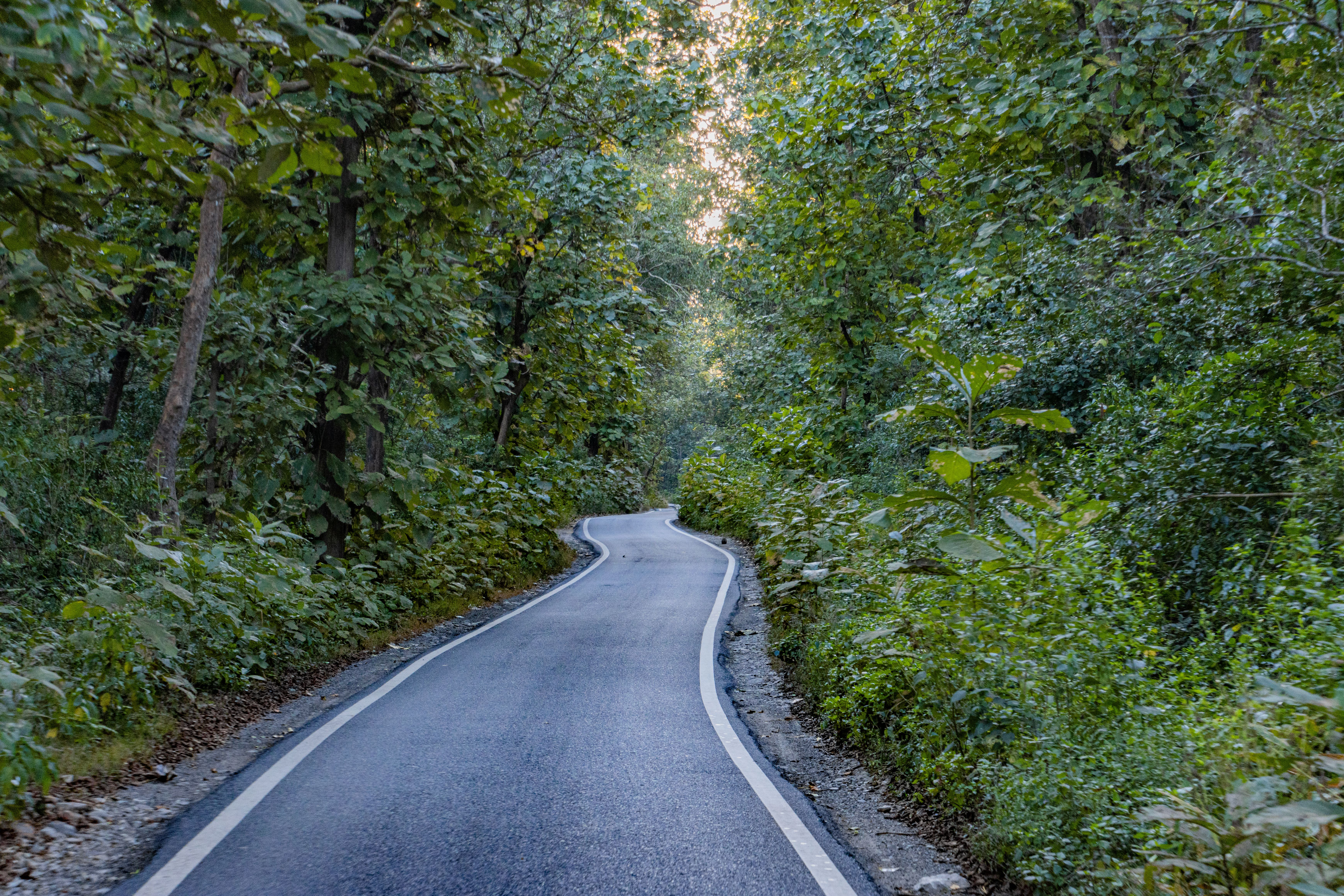 Quiet forest path in Corbett